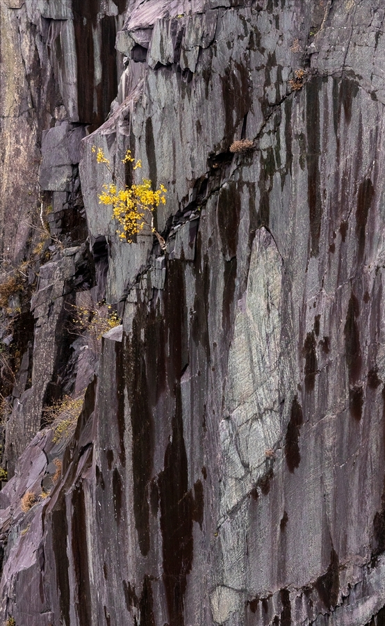 Tree Line - Dan Johnson